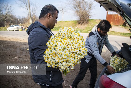 ایران زیباست | برداشت گل نرگس - ساری