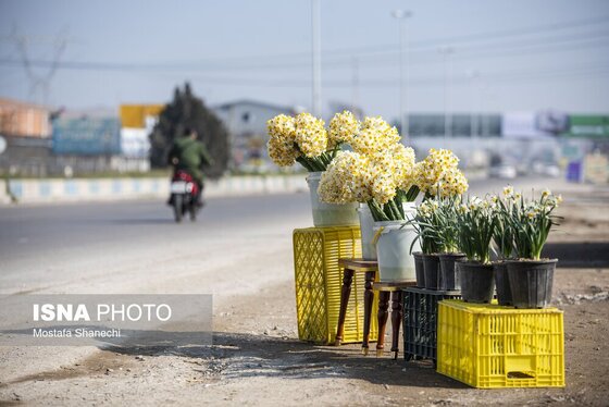ایران زیباست | برداشت گل نرگس - ساری