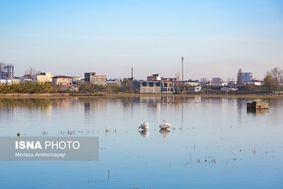گزارش تصویری | وقتی تالاب‌ می‌میرد...