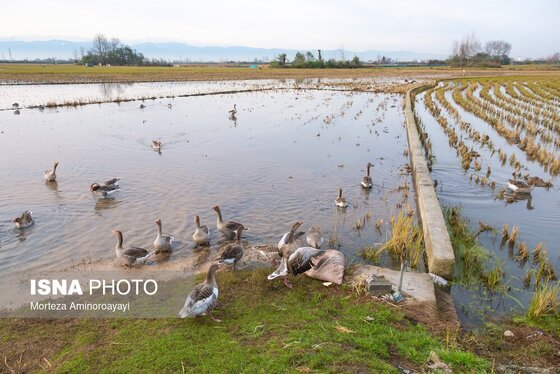 گزارش تصویری | وقتی تالاب‌ می‌میرد...