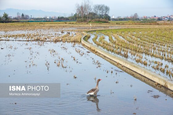 گزارش تصویری | وقتی تالاب‌ می‌میرد...