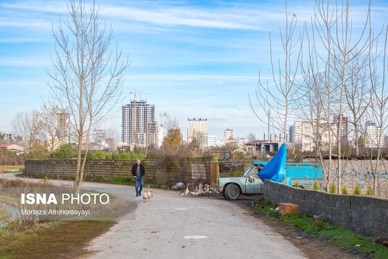 گزارش تصویری | وقتی تالاب‌ می‌میرد...