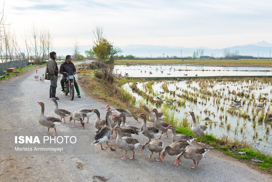 گزارش تصویری | وقتی تالاب‌ می‌میرد...