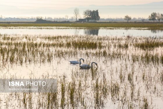گزارش تصویری | وقتی تالاب‌ می‌میرد...