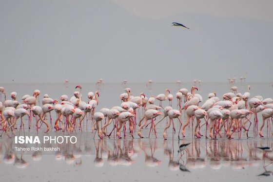 گزارش تصویری | وقتی تالاب‌ می‌میرد...