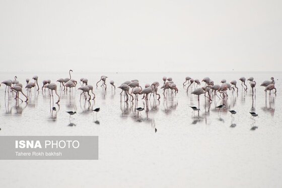 گزارش تصویری | وقتی تالاب‌ می‌میرد...