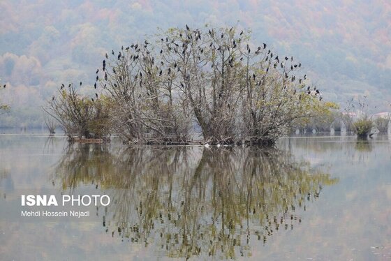 گزارش تصویری | وقتی تالاب‌ می‌میرد...