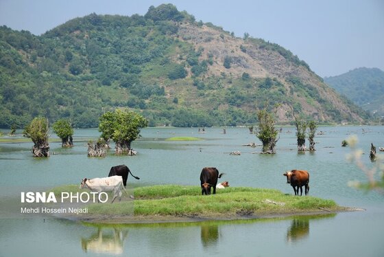 گزارش تصویری | وقتی تالاب‌ می‌میرد...