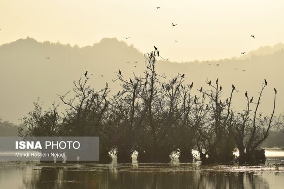 گزارش تصویری | وقتی تالاب‌ می‌میرد...