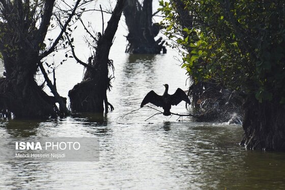 گزارش تصویری | وقتی تالاب‌ می‌میرد...