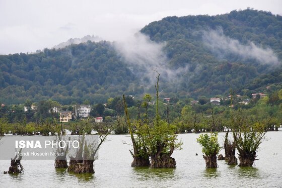 گزارش تصویری | وقتی تالاب‌ می‌میرد...