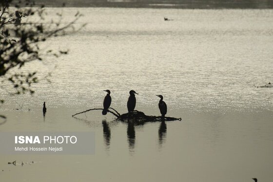 گزارش تصویری | وقتی تالاب‌ می‌میرد...