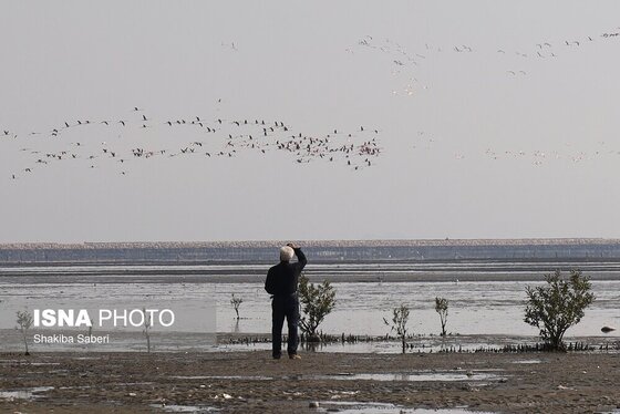 گزارش تصویری | وقتی تالاب‌ می‌میرد...