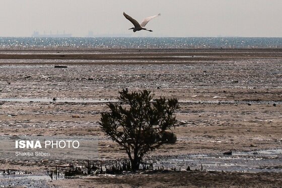 گزارش تصویری | وقتی تالاب‌ می‌میرد...