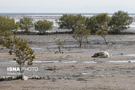 گزارش تصویری | وقتی تالاب‌ می‌میرد...