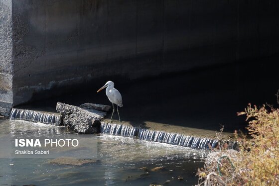 گزارش تصویری | وقتی تالاب‌ می‌میرد...