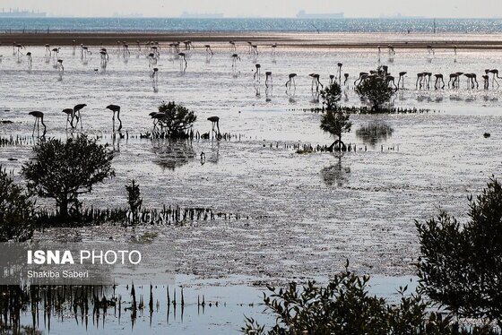 گزارش تصویری | وقتی تالاب‌ می‌میرد...