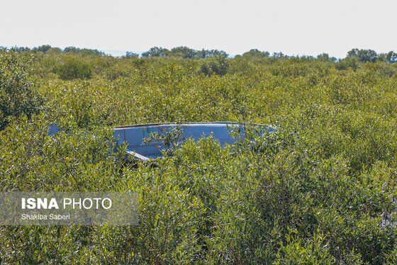 گزارش تصویری | وقتی تالاب‌ می‌میرد...