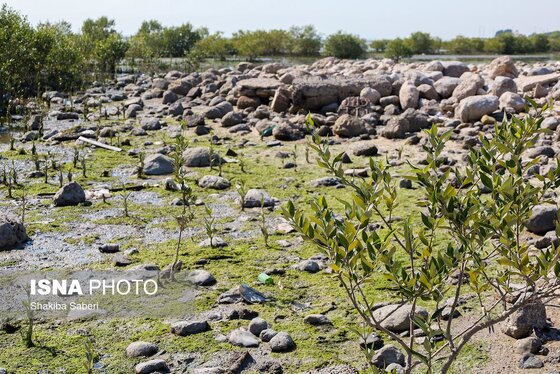 گزارش تصویری | وقتی تالاب‌ می‌میرد...