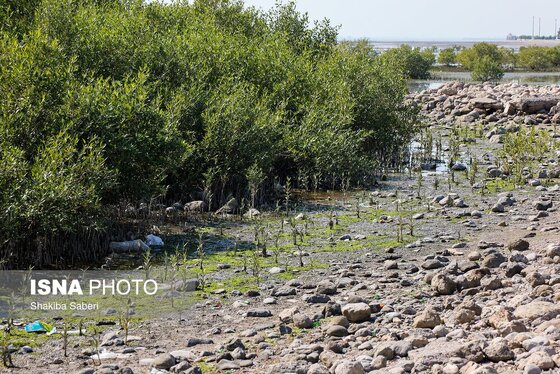 گزارش تصویری | وقتی تالاب‌ می‌میرد...