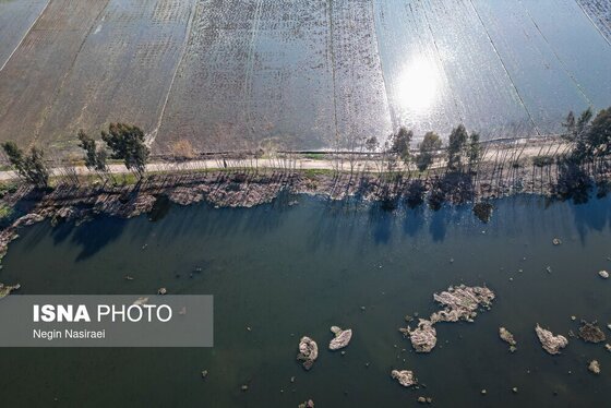 گزارش تصویری | وقتی تالاب‌ می‌میرد...