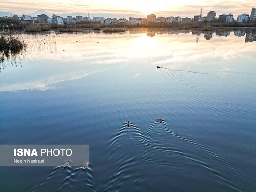 گزارش تصویری | وقتی تالاب‌ می‌میرد...