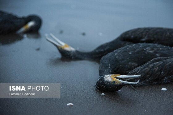 این گزارش حاوی تصاویر ناراحت‌کننده است | مرگ خاموش «باکلان»ها در سواحل خزر