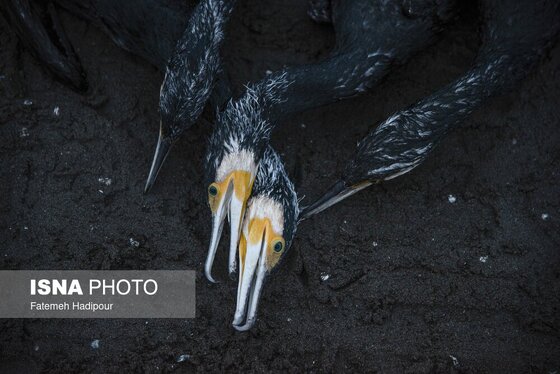 این گزارش حاوی تصاویر ناراحت‌کننده است | مرگ خاموش «باکلان»ها در سواحل خزر