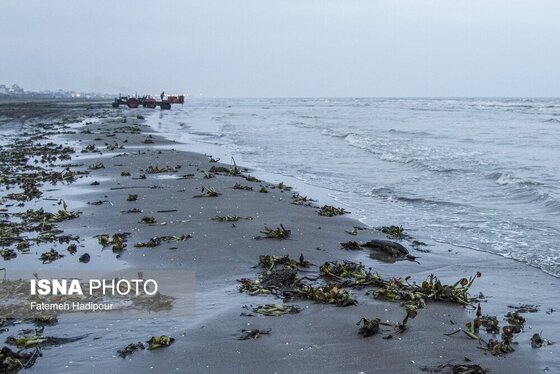 این گزارش حاوی تصاویر ناراحت‌کننده است | مرگ خاموش «باکلان»ها در سواحل خزر