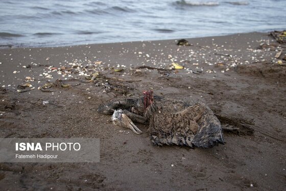 این گزارش حاوی تصاویر ناراحت‌کننده است | مرگ خاموش «باکلان»ها در سواحل خزر
