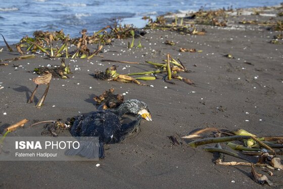 این گزارش حاوی تصاویر ناراحت‌کننده است | مرگ خاموش «باکلان»ها در سواحل خزر