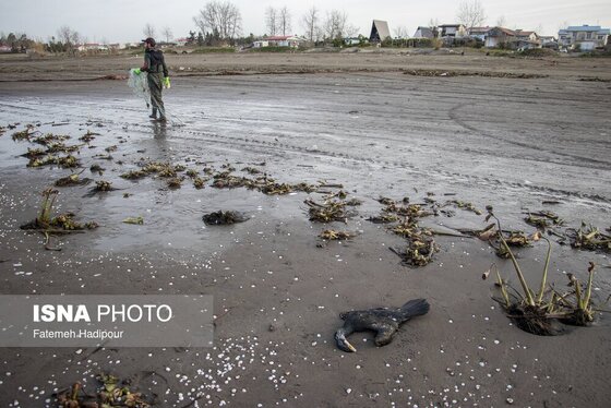 این گزارش حاوی تصاویر ناراحت‌کننده است | مرگ خاموش «باکلان»ها در سواحل خزر