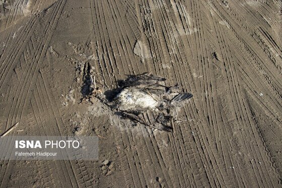 این گزارش حاوی تصاویر ناراحت‌کننده است | مرگ خاموش «باکلان»ها در سواحل خزر