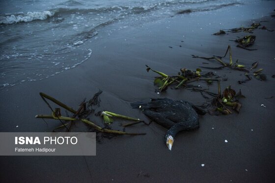 این گزارش حاوی تصاویر ناراحت‌کننده است | مرگ خاموش «باکلان»ها در سواحل خزر