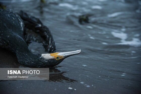این گزارش حاوی تصاویر ناراحت‌کننده است | مرگ خاموش «باکلان»ها در سواحل خزر