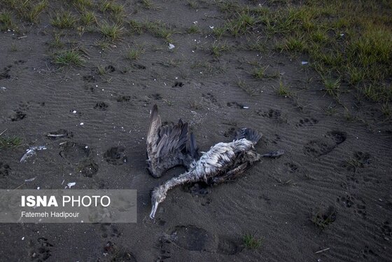 این گزارش حاوی تصاویر ناراحت‌کننده است | مرگ خاموش «باکلان»ها در سواحل خزر