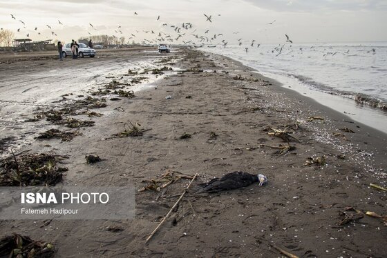 این گزارش حاوی تصاویر ناراحت‌کننده است | مرگ خاموش «باکلان»ها در سواحل خزر