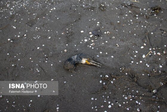 این گزارش حاوی تصاویر ناراحت‌کننده است | مرگ خاموش «باکلان»ها در سواحل خزر