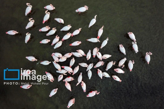 ایران زیباست | پرندگان مهاجر
