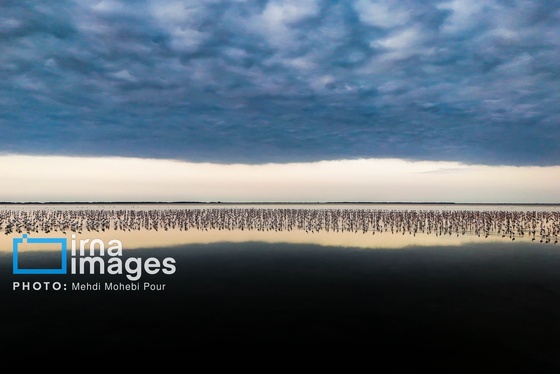 ایران زیباست | پرندگان مهاجر