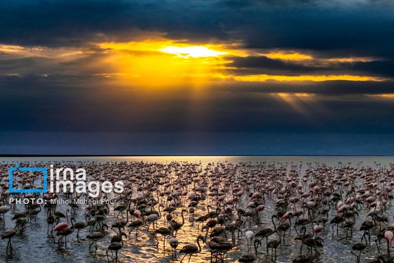ایران زیباست | پرندگان مهاجر