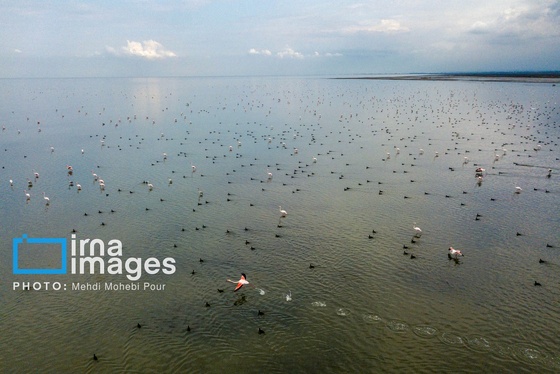 ایران زیباست | پرندگان مهاجر
