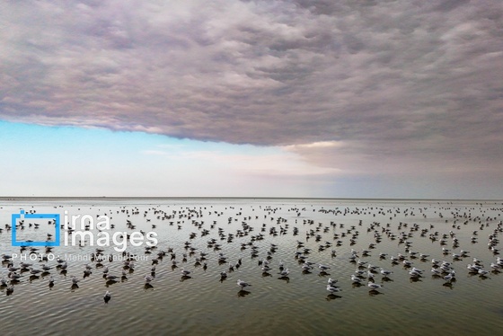 ایران زیباست | پرندگان مهاجر