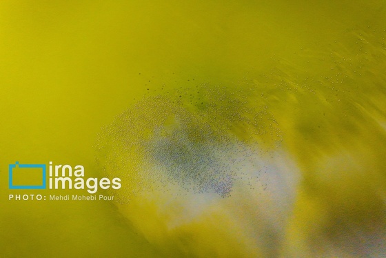 ایران زیباست | پرندگان مهاجر