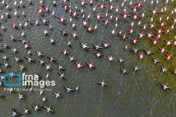 ایران زیباست | پرندگان مهاجر