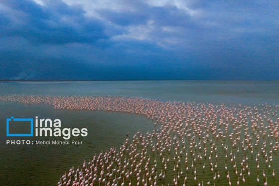 ایران زیباست | پرندگان مهاجر