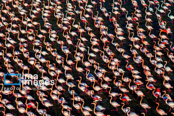 ایران زیباست | پرندگان مهاجر