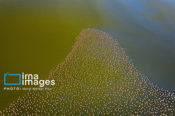 ایران زیباست | پرندگان مهاجر