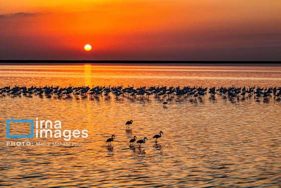 ایران زیباست | پرندگان مهاجر