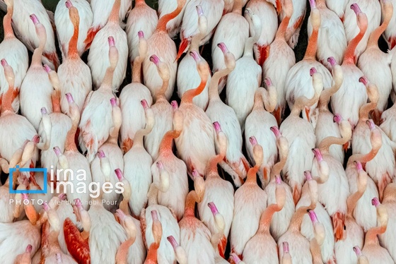 ایران زیباست | پرندگان مهاجر